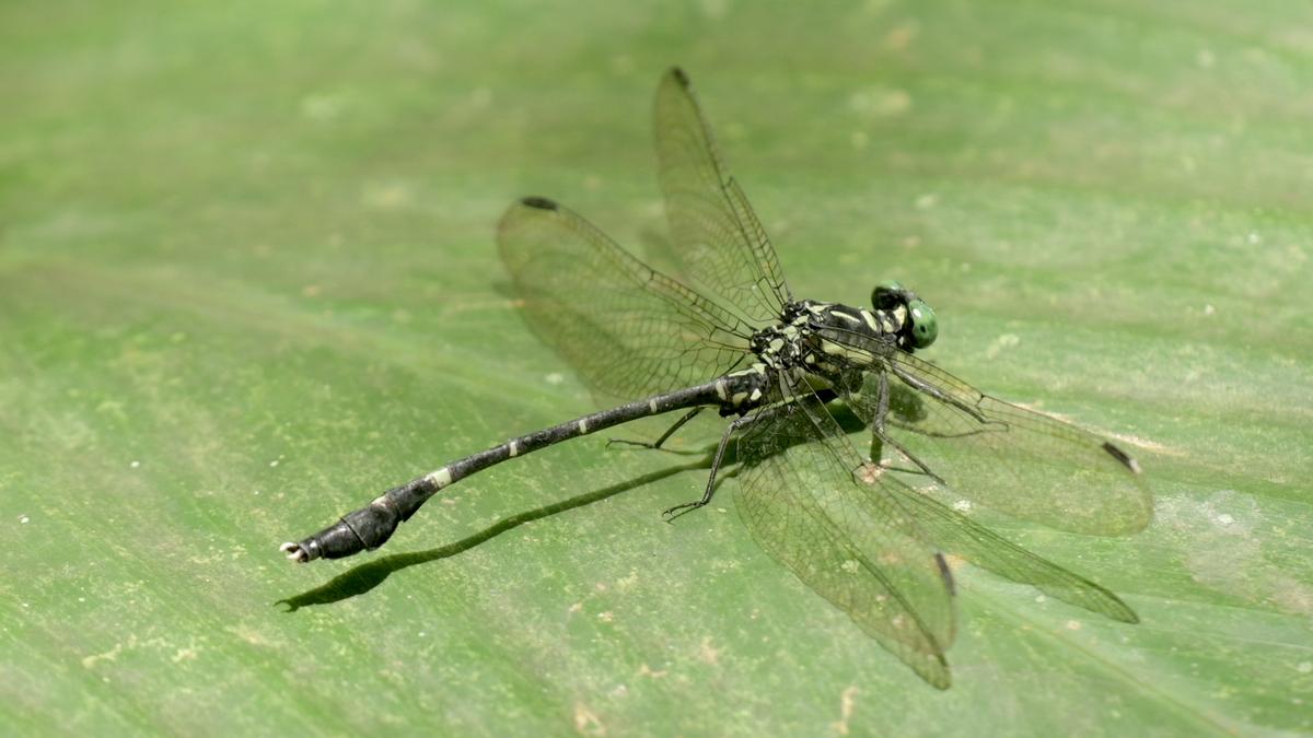 Odonate survey finds 5 new species in Thiruvananthapuram division