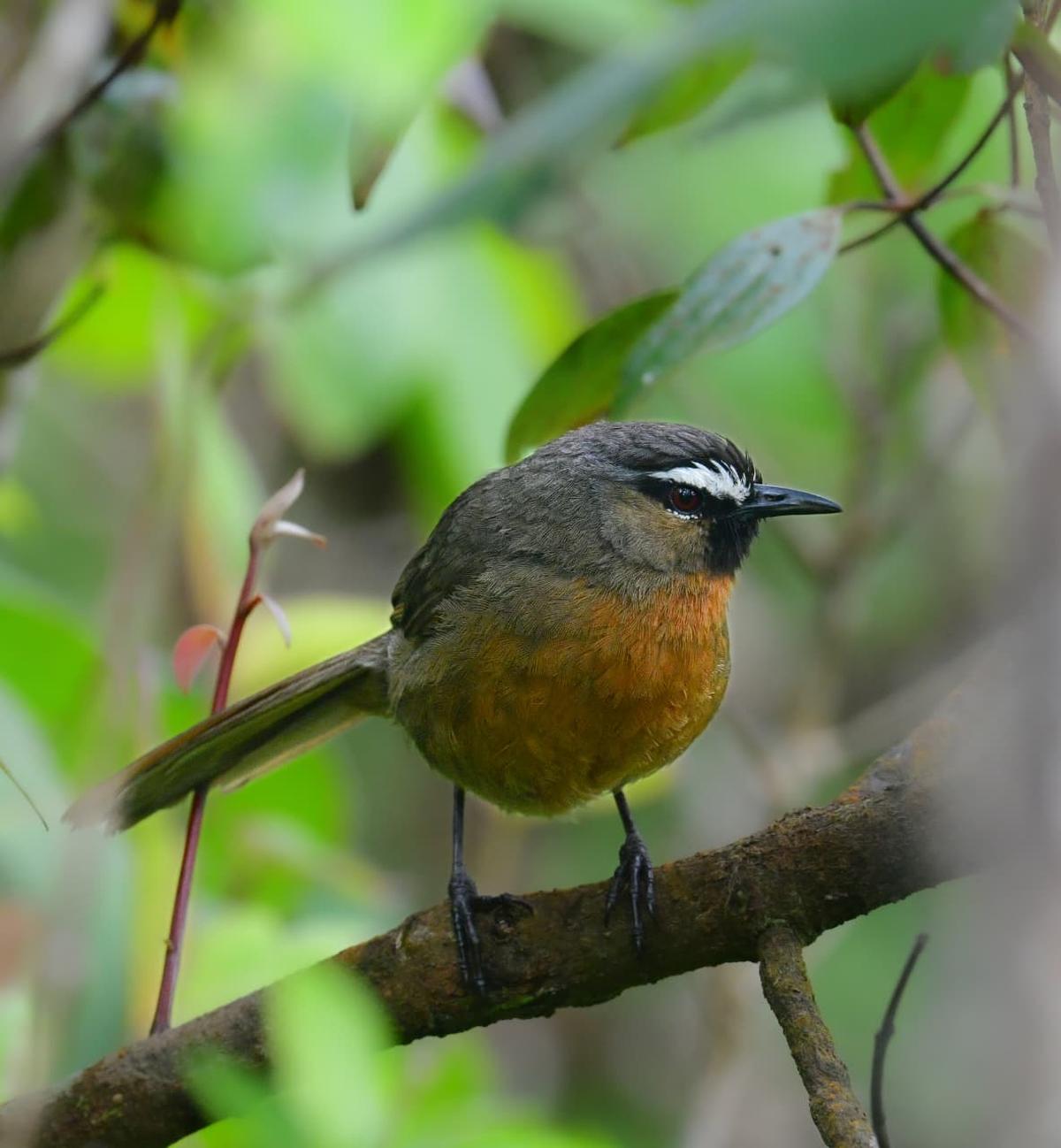 Nilgiri laughingthrush