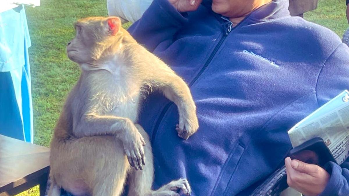 Monkey hugs Tharoor, dozes off on his lap in heart-warming encounter