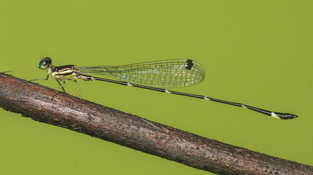 Kerala’s damselfly checklist gets a new member