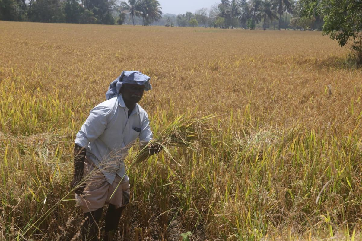 Paddy procurement impasse in Kerala continues