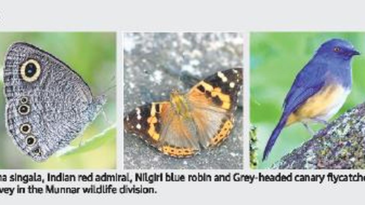 Two new butterfly species in Munnar - The Hindu