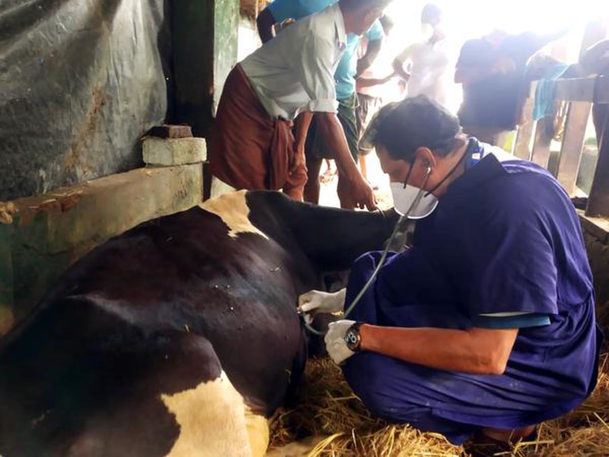 Floating hospital a lifeline for livestock - The Hindu
