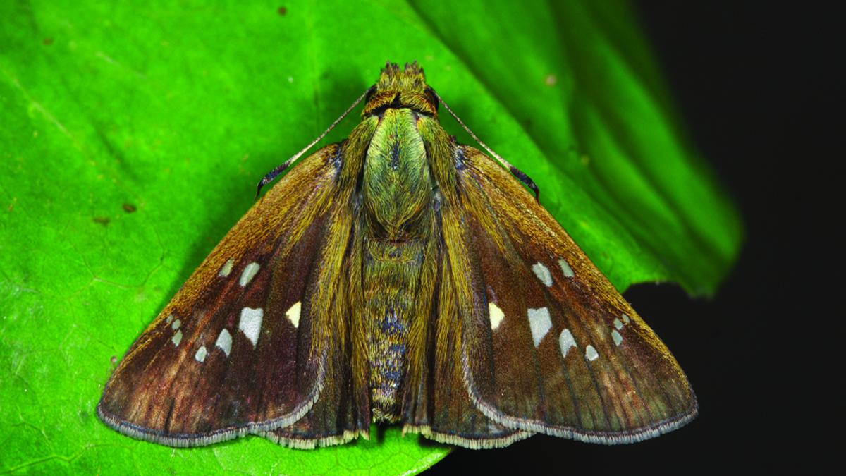 New butterfly species discovered in Kerala