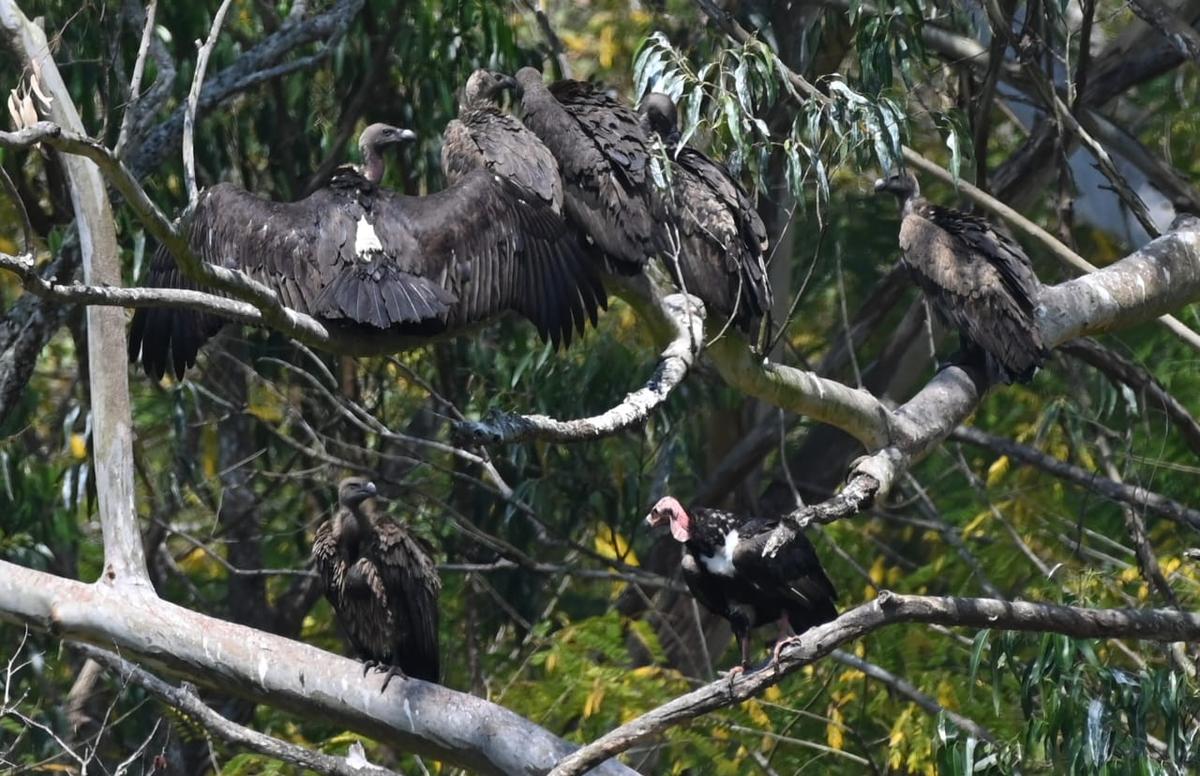 वायनाड वन्यजीव अभयारण्य के मुथंगा रेंज में कक्कप्पादम में एक पेड़ की शाखा से गिद्ध अपने अगले भोजन पर नजर गड़ाए हुए हैं।