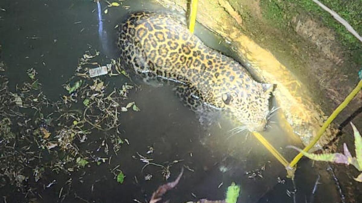 Leopard that fell into well rescued after seven-hour operation in Kerala’s Palakkad