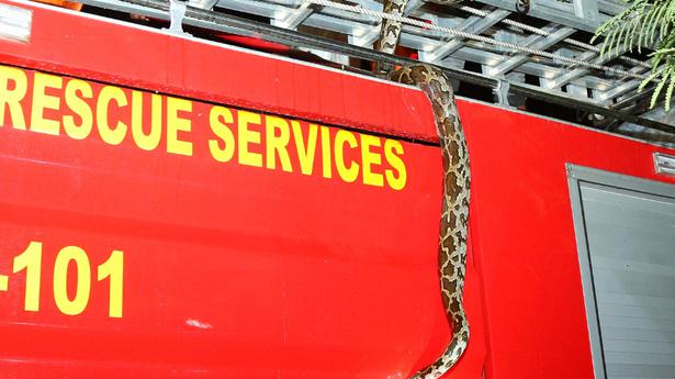 Python rescued on Park Avenue Road