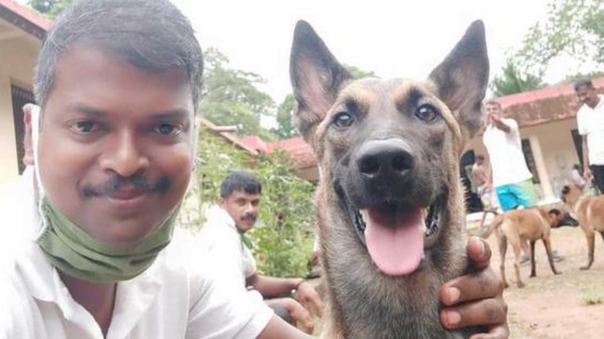 Dogs help retrieve bodies from landslip debris