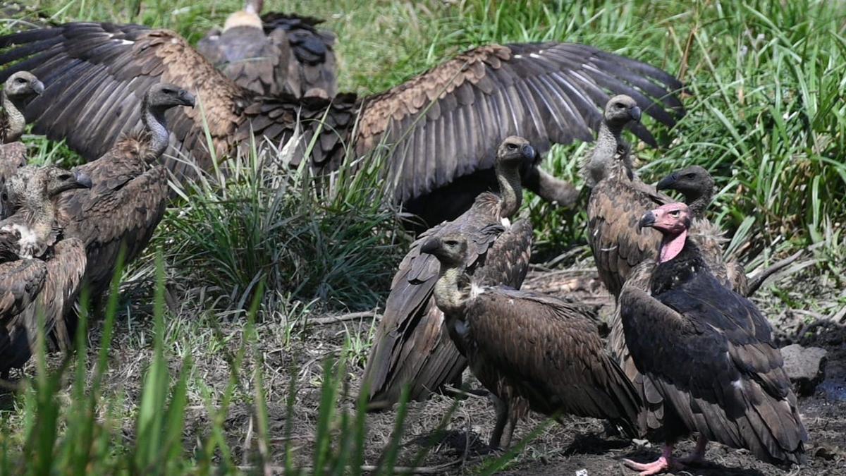 Despite nesting decline, Wayanad’s vultures still soar
