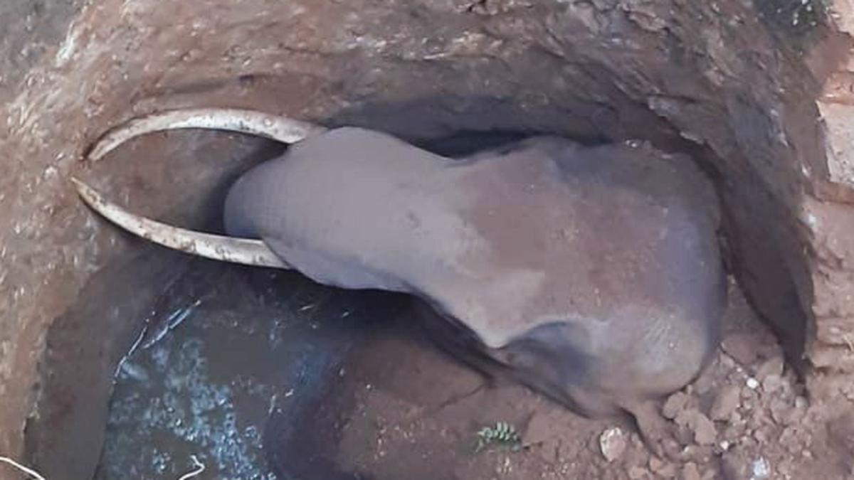 Wild elephant dies after falling into well in Kerala’s Thrissur
