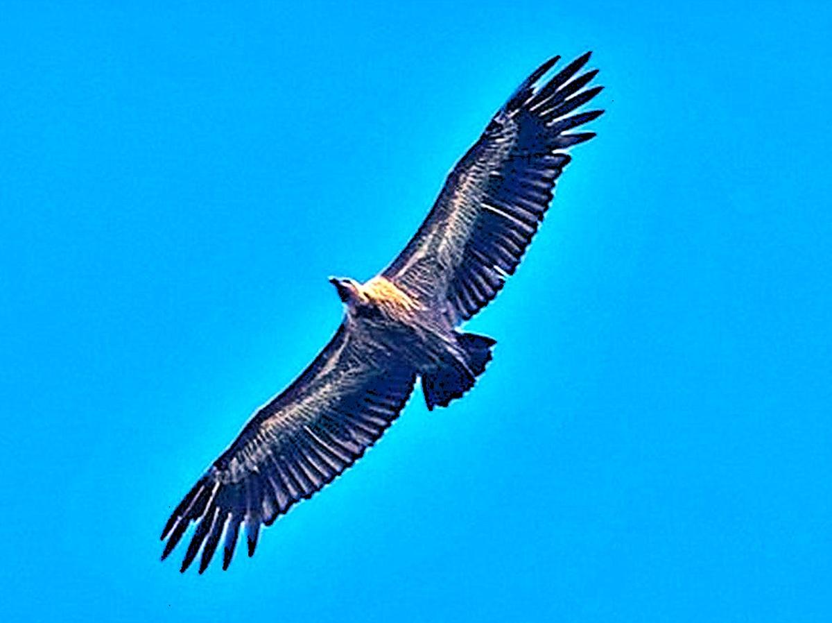 वायनाड के ऊपर उड़ता हुआ, एक भारतीय गिद्ध नीचे की ज़मीन को छान रहा है।