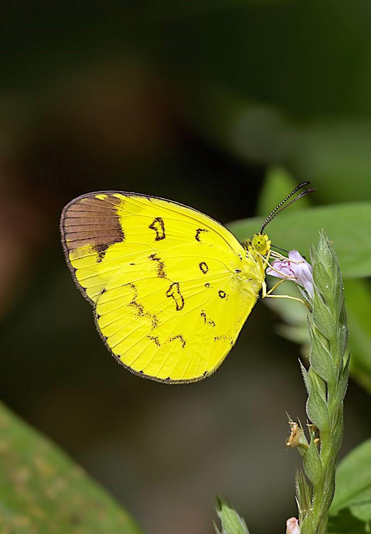 Sahyadri Grass Yellow