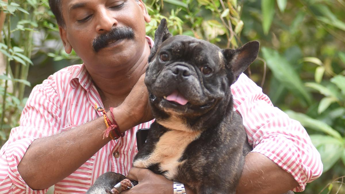 Ban on ferocious dog breeds disheartens pet entrepreneurs in Malabar