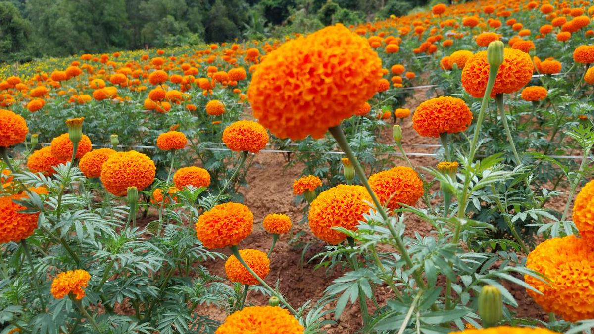 Marigolds bloom at farm in Vilappil panchayat - The Hindu