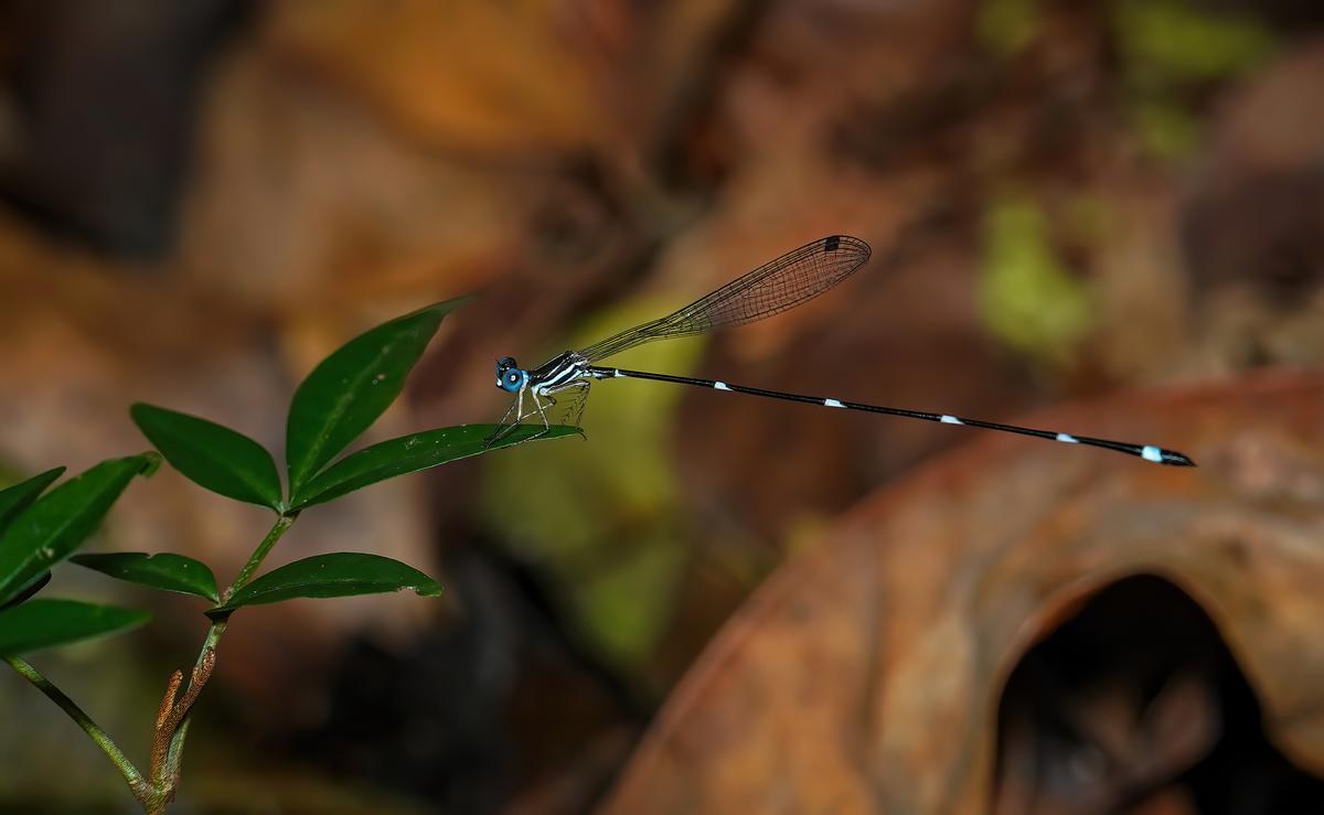 Blue necked Reedtail Blue necked Reedtail