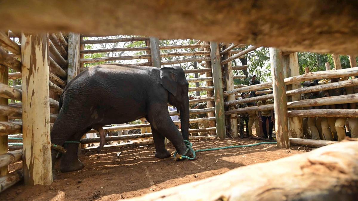 Rogue tusker PM-2 captured in Wayanad