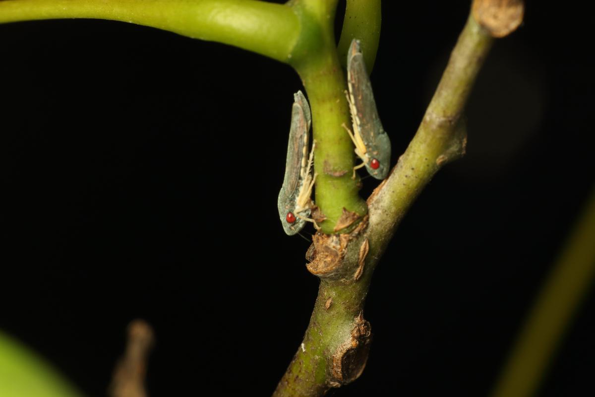 Leafhoppers of the species Aloka depressa.