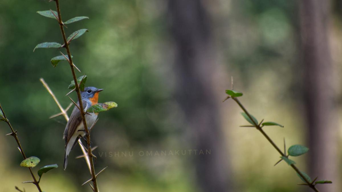 Synchronised survey records 268 bird species in Wayanad