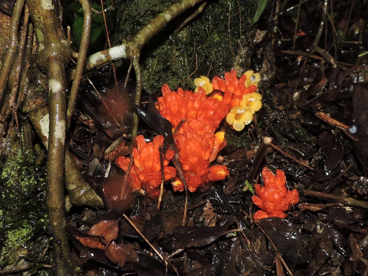 Campbellia aurantiaca in its habitat. Campbellia aurantiaca in its habitat.