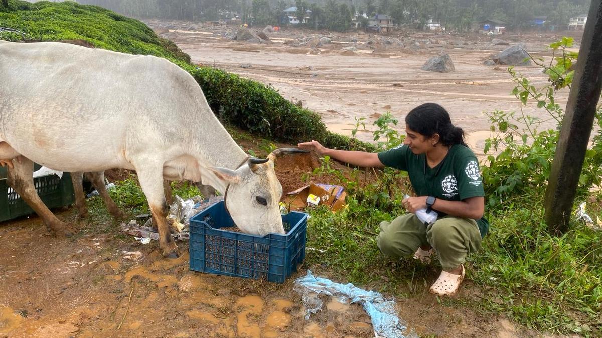 Amid chaos, a helping hand to stranded animals too