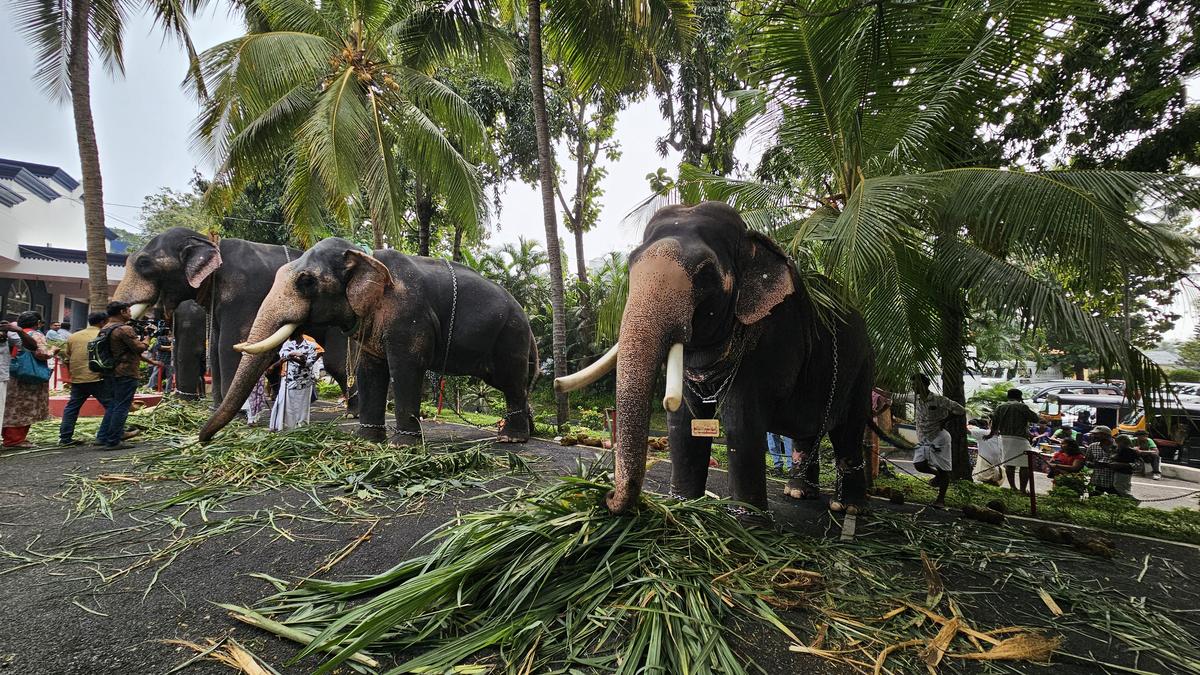 K.B. Ganesh Kumar laments absence of facilities to treat captive elephants