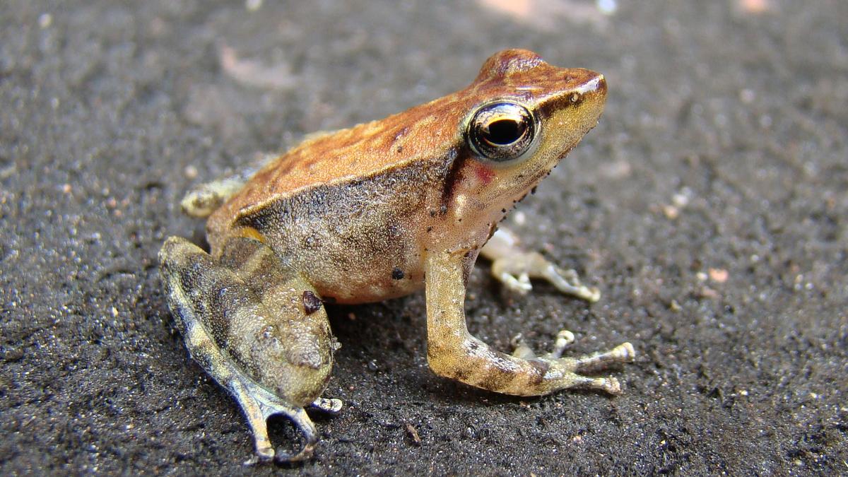 Kallar dancing frog found in Ranni forest division