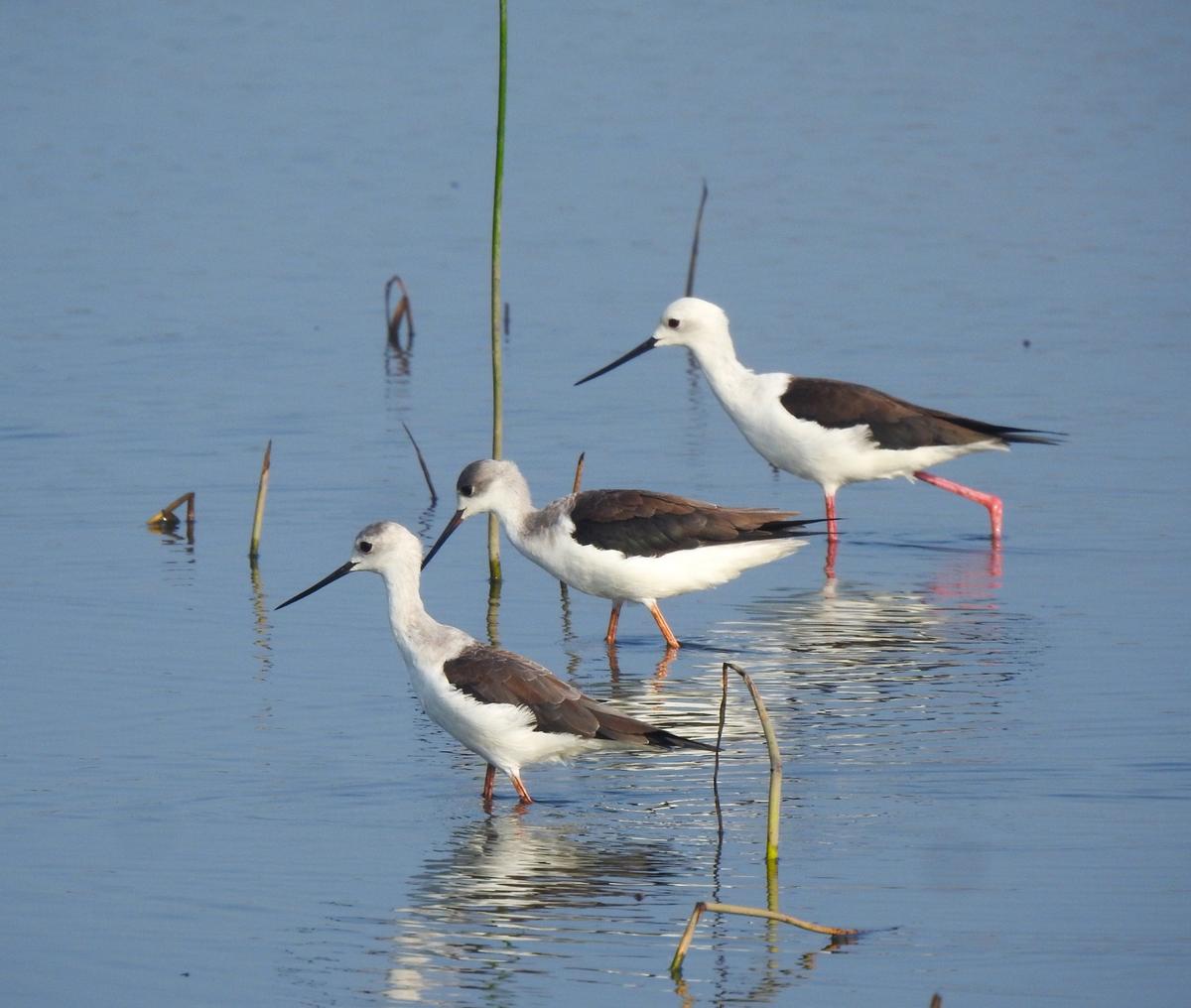 Black-winged Stilt