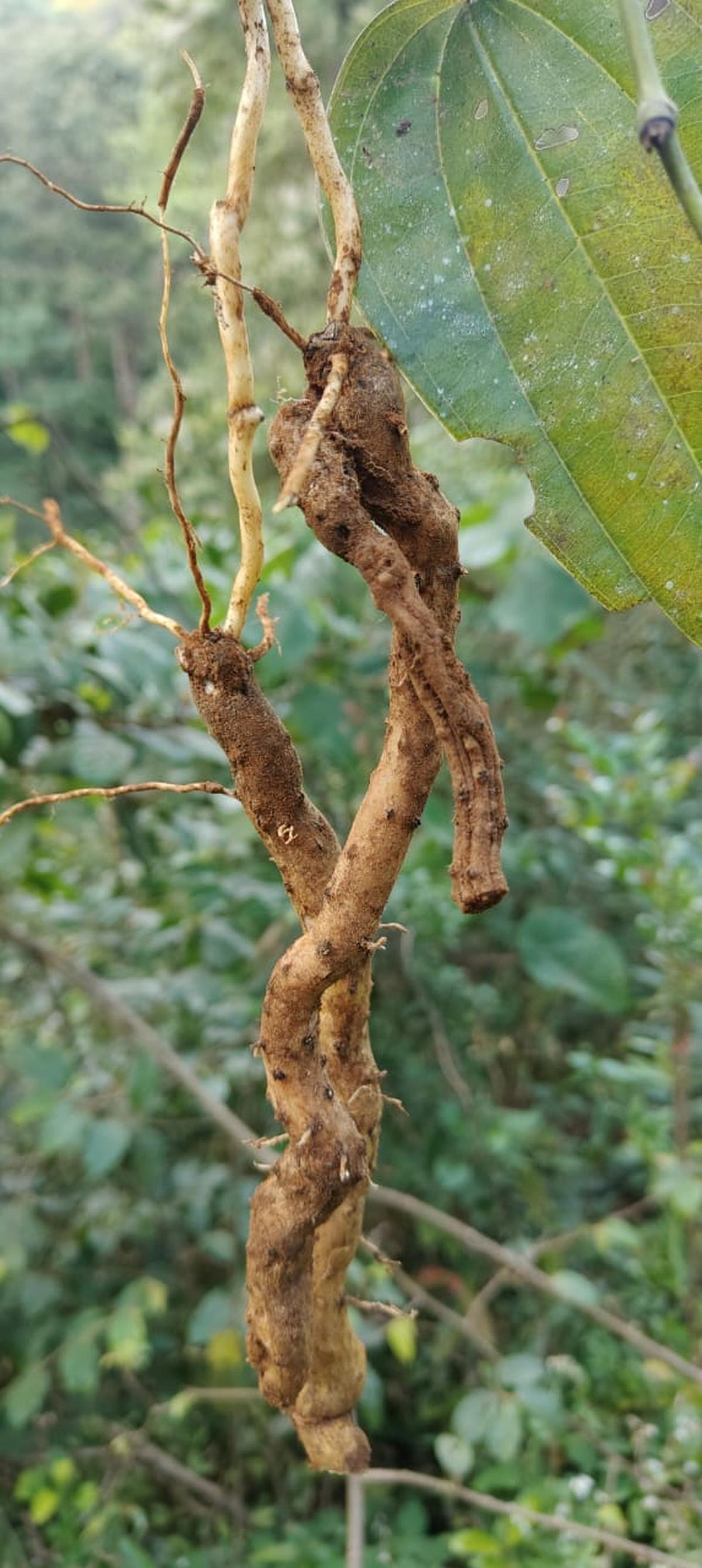 Dioscorea balakrishnanii Dioscorea balakrishnanii