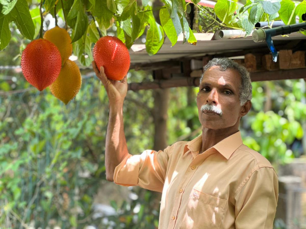 Tryst with exotic fruit continues in Kerala’s farms