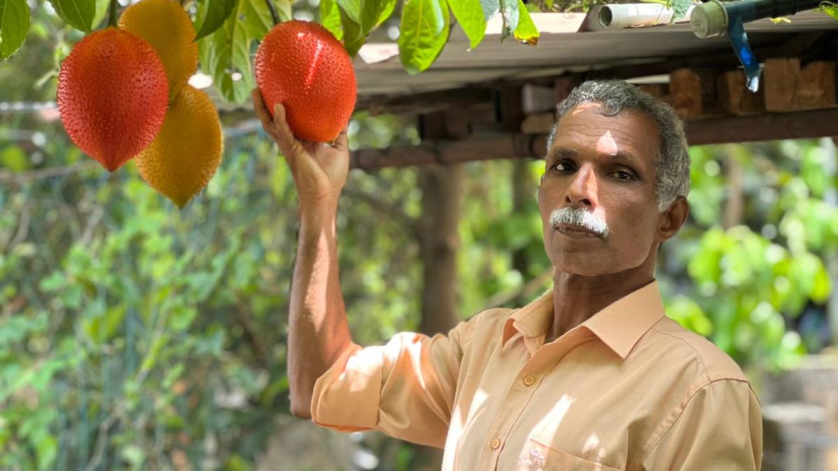 Tryst with exotic fruit continues in Kerala’s farms The Hindu