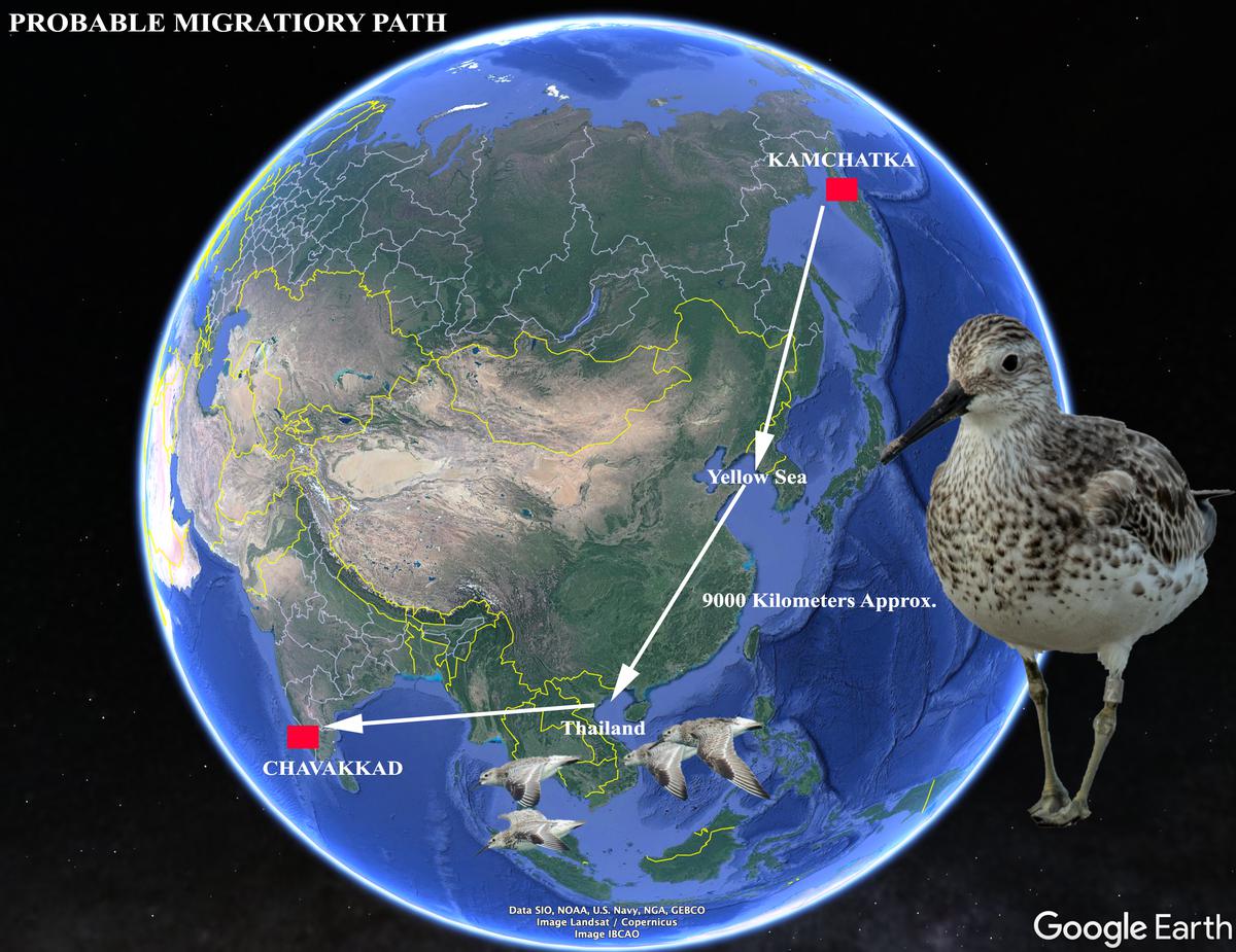 The migratory path of the Great Knot 