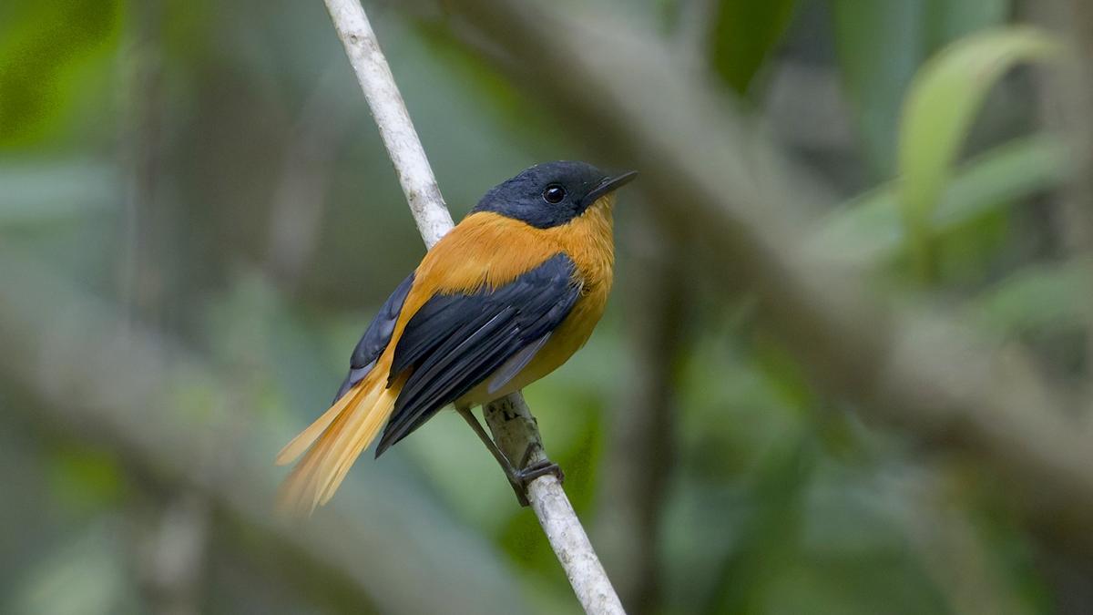 Bird survey in Silent Valley records 192 species