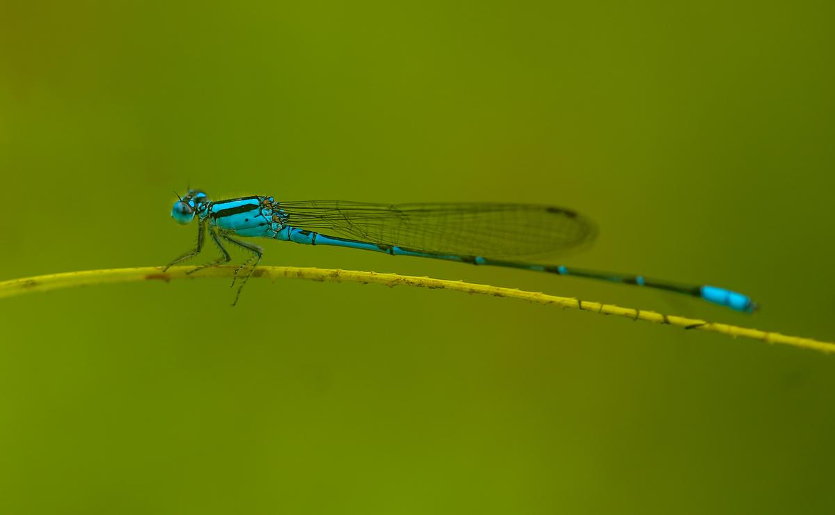 Malabar sprite (pseudagrion malabaricum) Malabar sprite (pseudagrion malabaricum)