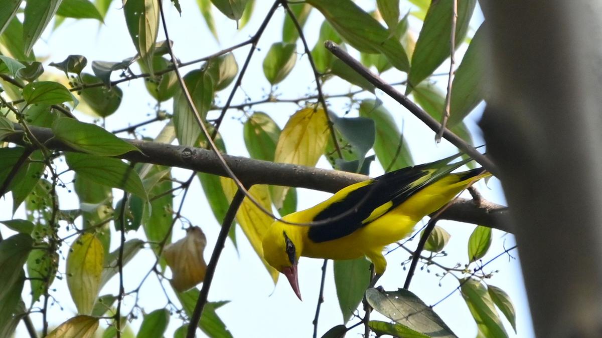 54 species found in Nilambur town bird survey