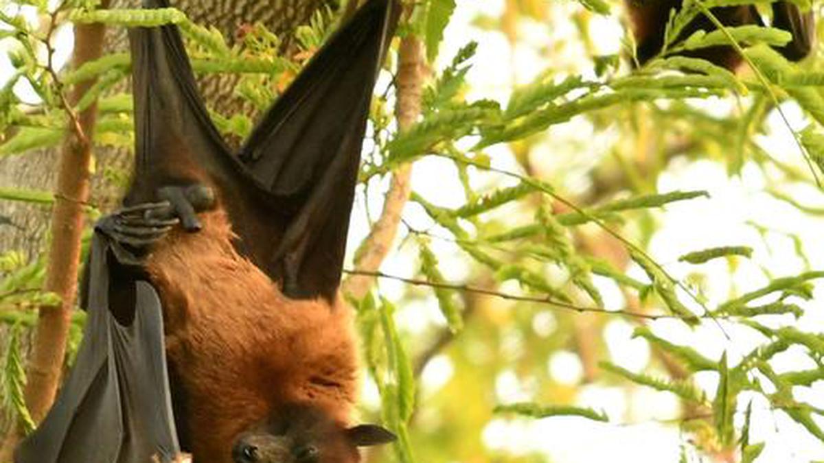 Nipah outbreak from fruit bats - The Hindu