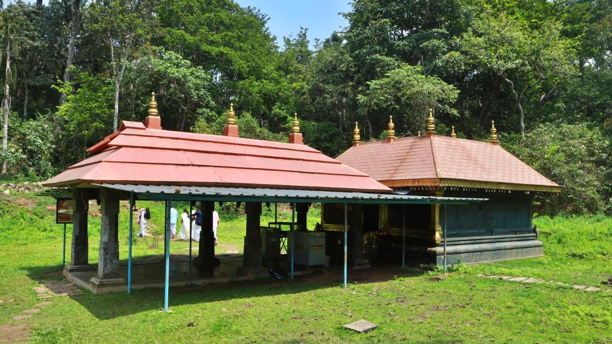 This sacred grove at Manikavu is a verdant sanctuary in Wayanad