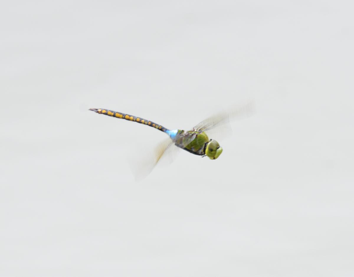 Anax indicus (lesser green emperor) Anax indicus (lesser green emperor)