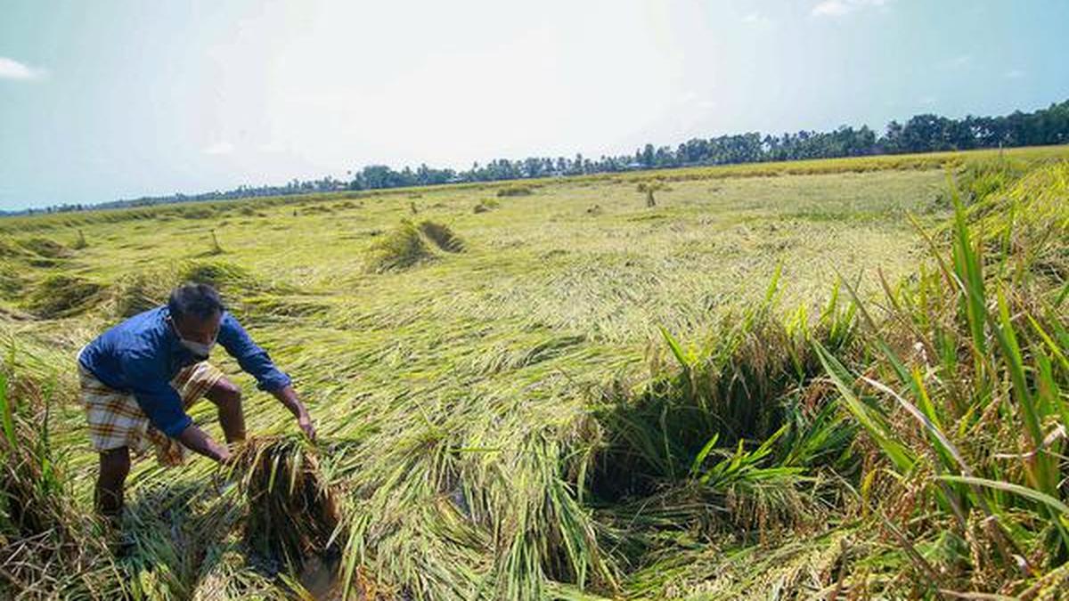 Paddy farmers in Kuttanad bear the brunt of rain - The Hindu