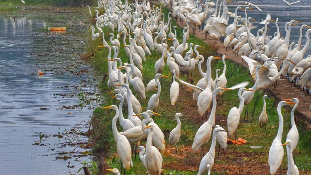 Asian Waterbird Census records marginal increase in bird population but also habitat degradation