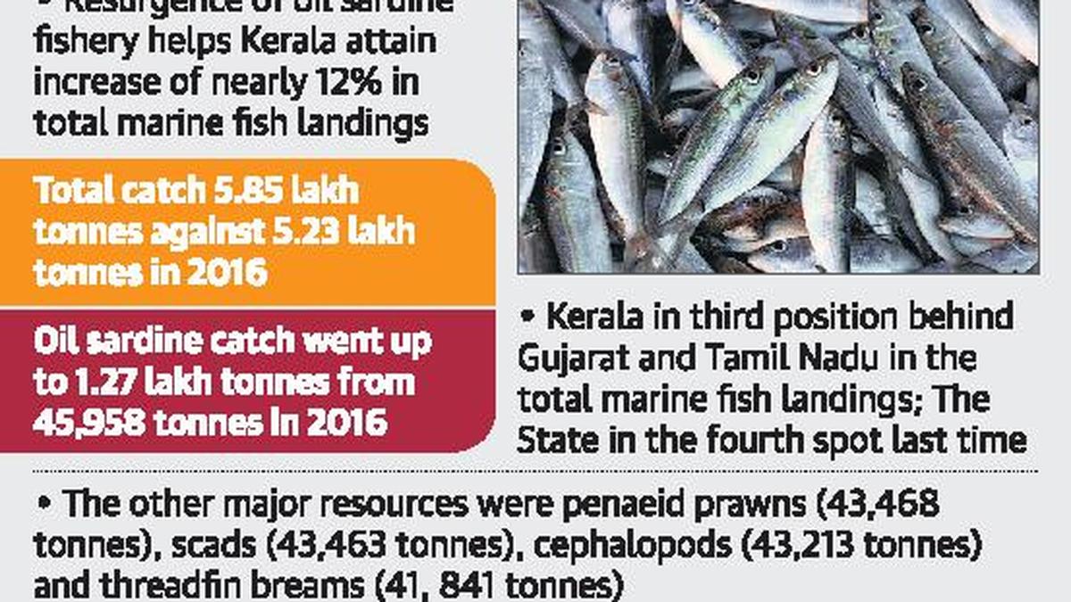 Fish landings up by 5.6% in Kerala - The Hindu