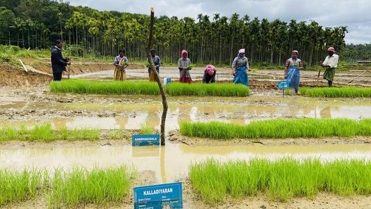 Conservation Of Traditional Rice Varieties Takes A New Path - The Hindu