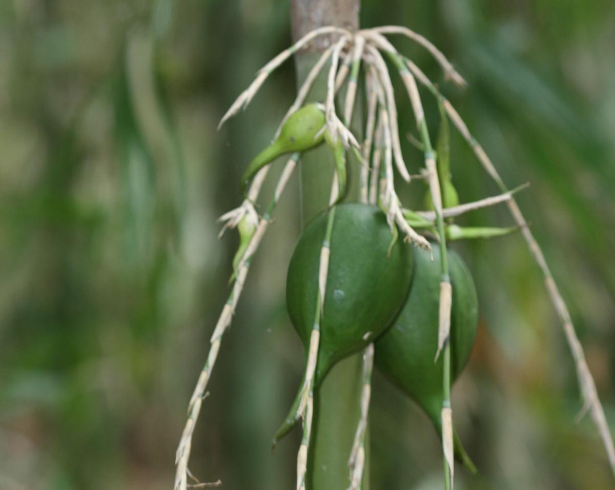 Sweet, not protein, in bamboo fruits triggers rat boom: study