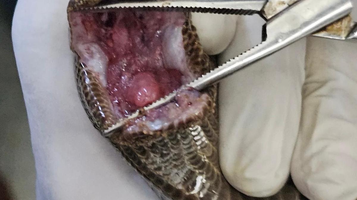 Red sand boa receives rare cancer treatment at Thiruvananthapuram zoo