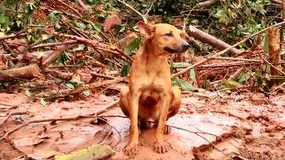 Kerala rains: Dog that became symbol of loyalty at Kavalappara rescued -  The Hindu