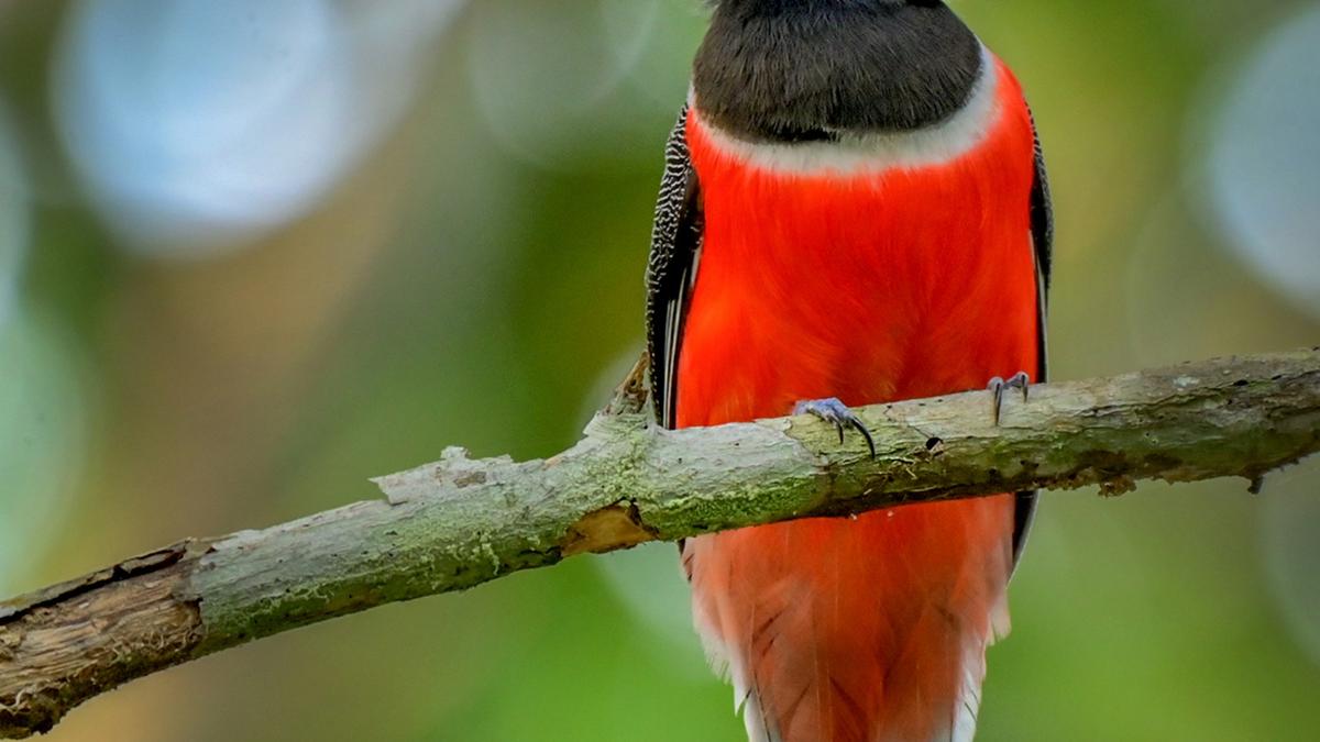 238 bird species spotted in Thiruvananthapuram district during Great Backyard Bird Count and Campus Bird Count