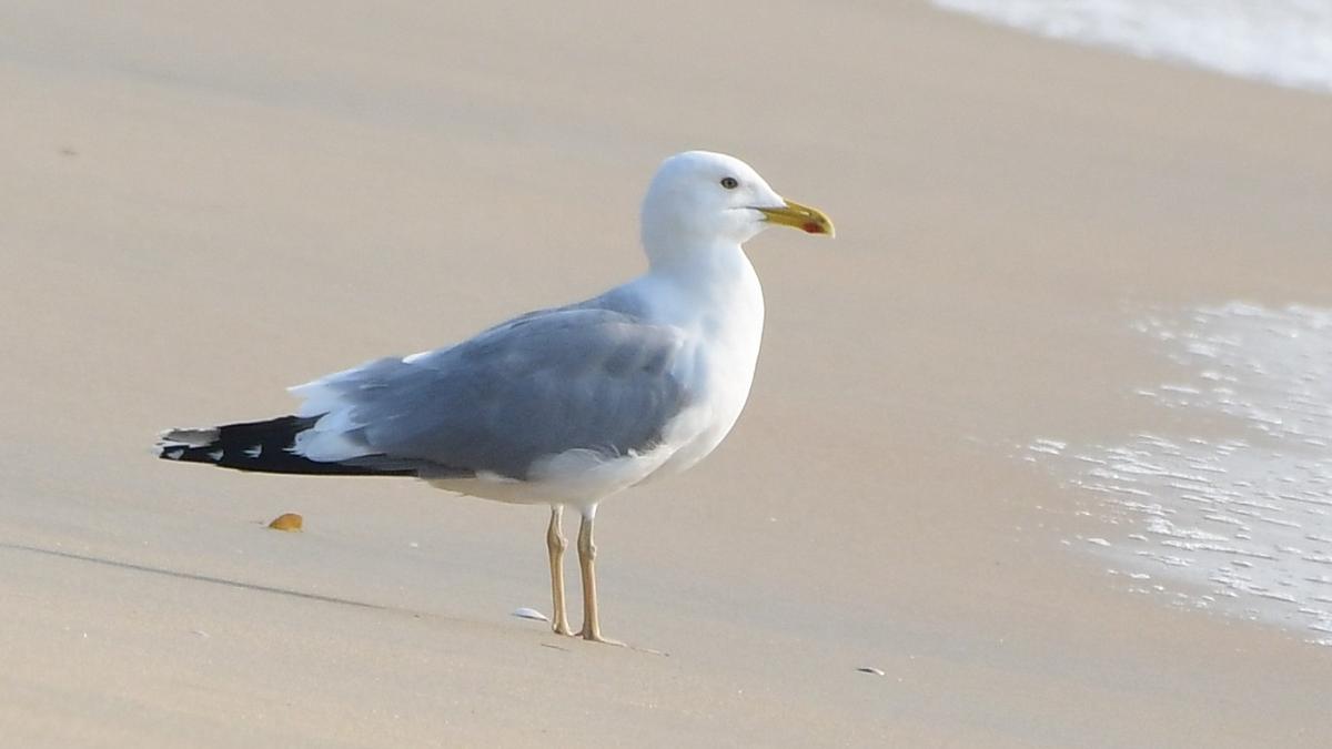 Rare migratory bird sighted on Kappad beach five years ago identified as Caspian Gull