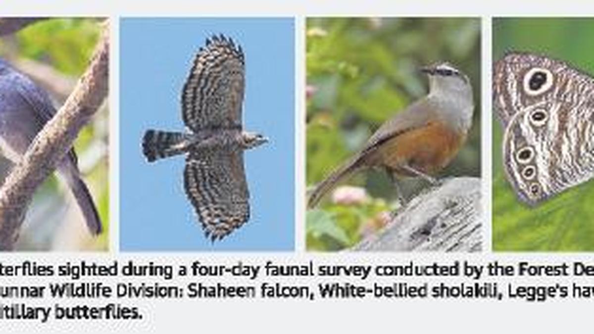 13 bird, 7 butterfly species newly spotted in Munnar - The Hindu