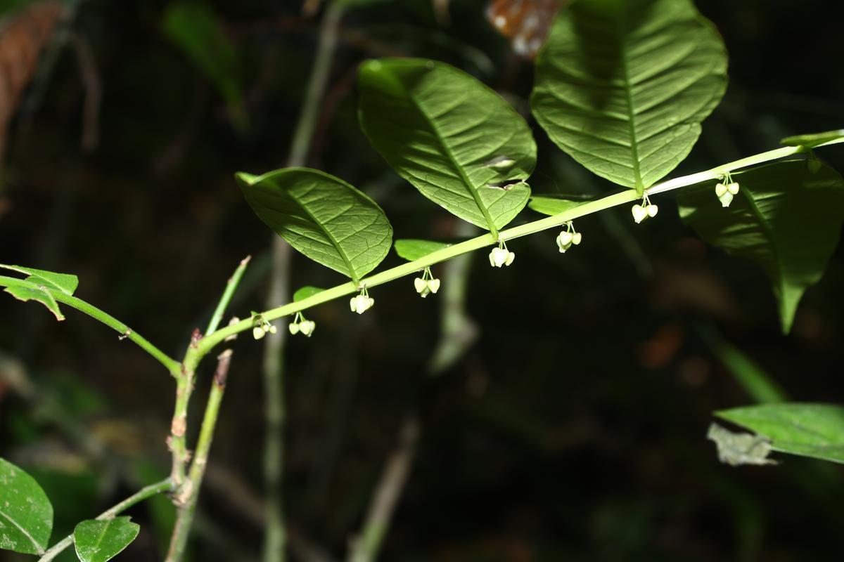 Emblica chakrabartyi, the new plant species discovered from the Edamalayar forest range of Kerala