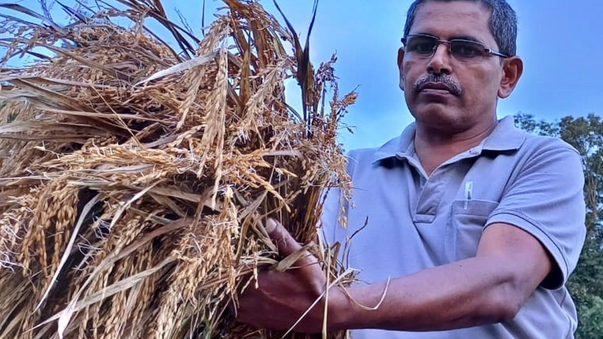 Unseasonal rain casts a cloud over farming communities in Wayanad