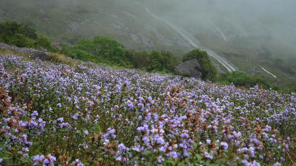 Tourists flocking to see Neelakurinji - The Hindu